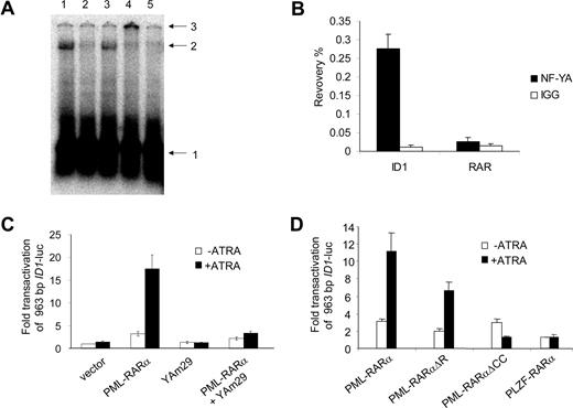 Figure 4. NF-Y binds to the CCAAT box element from the ID1 promoter and is required for PML-RARα–mediated transactivation. (A) EMSA showing binding of NF-Y to the putative NF-Y–binding site from the ID1 promoter. Hep3B nuclear extracts were incubated with a labeled DNA probe containing the NF-Y box from the ID1 promoter region. A clearly shifted protein-DNA complex was seen (lane 1). Competition experiments were done with 100 × cold ID1 probe (lane 2) and with an unlabeled probe containing the confirmed NF-Y–binding site from the CD10 gene promoter (lane 5). In addition, a sequence without any recognizable NF-Y–binding site was used for competition (lane 3). Addition of anti–NF-YB antibody shifted the complex to a higher molecular weight complex (lane 4). Arrows indicate free probe (1), shifted DNA-protein complex (2), and the supershifted DNA-protein-antibody complex (3). (B) To detect DNA-binding of NF-Y in intact cells, ChIP assays were performed using anti–NF-YA antibodies. As a control, the nonspecific IgG fraction from human serum was used. The y-axis shows the recovery (%) of ID1 or RARβ sequences relative to the input. In U937 cells, NF-Y clearly bound to the ID1 promoter (right bars), but not to the RARβ gene (left bars). Mean values from 3 independent experiments plus or minus SD are shown. (C) To further show the importance of NF-Y for the PML-RARα–mediated transcriptional activation of ID1, transfections (as described in Figure 2) were performed using the dominant-negative NF-YA subunit (Yam29) and the 963 ID1 promoter construct. In the presence of YAm29, PML-RARα–mediated transcription was severely diminished (right bars). (D) To investigate the importance of different domains of PML-RARα, vectors encoding the DNA-binding–defective PML-RARαΔR mutant, and a mutant lacking the coiled-coil protein-protein interaction domain of PML (PML-RARαΔCC), were used. In addition, a PLZF-RARα expression construct was used. Transfections were performed as in Figure 2 using the 963 ID1 promoter construct; mean values of 3 independent experiments plus or minus SD are shown.