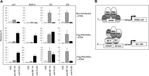 Figure 7. Binding of PML-RARα to the endogenous p21, RAR-β, ID1, and ID2 genes. (A) To show binding of PML-RARα and NF-Y to the endogenous p21, RAR-β, ID1, and ID2 genes, ChIP assays were performed. As anti-PML antibodies do not discriminate between the unrearranged PML protein and the PML-RARα fusion protein, FLAG-tagged PML-RARα was used. Cells were transfected with or without FLAG-PML-RARα and cultured in the presence or absence of 10−6 M ATRA. ChIP was performed using anti-FLAG antibodies, anti–NF-YA antibodies, and control IgGs. The Y-axis shows the recovery (%) of ID1/ID2/p21 or RARβ sequences relative to the input. Mean values of 3 independent experiments (± SD) are shown. (B) Dominant-negative and gain-of-function model for PML-RARα. Genes that are regulated through a retinoic acid–responsive element (RARE) may be bound by PML-RARα (1). Competition with normal, unrearranged retinoid receptors results in a dominant-negative silencing of the gene by PML-RARα in the absence of ligand. Addition of high-dose retinoic acid may reverse the silencing, allowing transcription. Sp1- and NF-Y–regulated genes may be targeted by PML-RARα through interaction with Sp1 (2). Tethering of PML-RARα to these promoters renders them responsive to retinoic acid, representing a gain-of-function for the PML-RARα fusion protein.