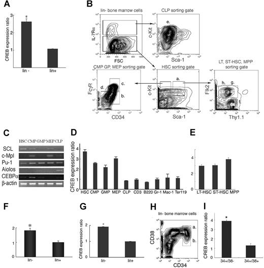 Figure 1. CREB expression in mouse and human hematopoietic progenitors. (A) CREB expression levels in lin− and lin+ cells as measured by q-PCR. CREB expression was higher (2.6-fold) in the lin− population than the lin+ population (P = .01). (B) Gating strategy for cell sorting of lin− cells to isolate HSC (Ba), CMP (Bb), GMP (Bc), MEP (Bd), CLP (Be), LT-HSC (Bf), ST-HSC (Bg), and MPP (Bh). (C) cDNA from HSC CMPs, CLPs, GMPs, and MEPs were confirmed by expression of SCL, c-Mpl, Pu-1, Aiolos, and CEBPα. (D) CREB expression levels in HSC, CMP, GMP, MEP, and differentiated cells. Compared with mature cells, CREB was 2.5- to 4-fold higher in HSC, CMP, GMP, and MEP. (E) CREB expression in LT-HSC, ST-HSC, and MPP. CREB was slightly higher (4- vs 3-fold) in the MPP fraction compared with the LT-HSC and ST-HSC populations, but this was not found to be statistically significant (P = .06). CREB expression in human lin− and lin+ cells isolated from cord blood (F) or peripheral blood (G) stem cells. CREB expression was higher for both cell types in the lin− population than the lin+ population (P = .01). (H and I) CREB expression in human bone marrow cells. CREB was also expressed at higher levels in CD34+ CD38− cells (b) than CD34+ CD38+ cells (a). All experiments were performed in triplicate. Error bars represent SE.