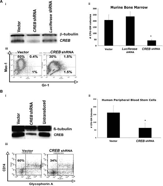 Figure 2. CREB is critical for normal myelopoiesis in vitro. (A) (i) Western blot analysis demonstrating knockdown of CREB approaching 80% compared with control cells. (ii) Total numbers of CFU-GM colonies after 21 days in methylcellulose for murine hematopoietic cells. (iii) Flow cytometric analysis of murine bone marrow transduced with CREB shRNA or control lentivirus and sorted for GFP+ fraction, cultured in methylcellulose over 21 days. CREB knockdown cells had a lower fraction of mature granulocyte and monocytes compared with control cells. (B) (i) Western blot analysis demonstrating knockdown of CREB up to 65% compared with control cells. (ii) Total number of CFU-GM colonies after 21 days in methylcellulose for human peripheral blood stem cells. (iii) Flow cytometry analysis of transduced CD34+ human peripheral blood stem cells cultured in methylcellulose over 21 days. All experiments were performed in triplicate. Error bars in Aii,Bii represent SE.