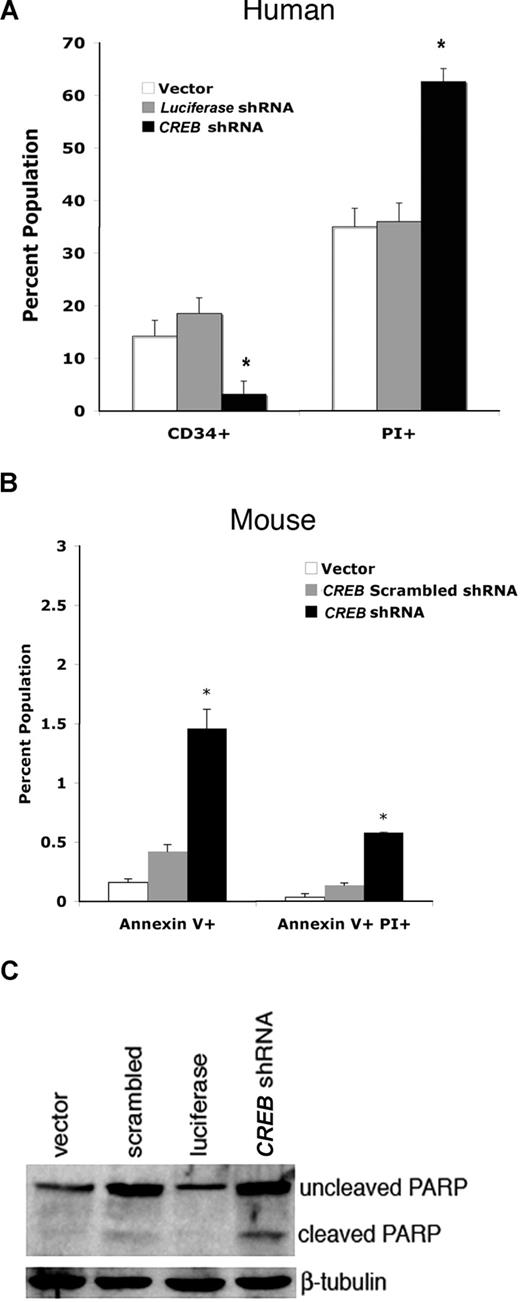 Figure 3. CREB shRNA induces apoptosis in HSCs and bone marrow progenitor cells. (A) Transduced human peripheral blood cells plated in methylcellulose for 3 weeks and stained with monoclonal antibodies for CD34 and CD38 expression. Cells were stained with PI to assess cell death. (B) Murine bone marrow cells were transduced at a density of 106 cells/mL with lentivirus expressing CREB, scrambled, or vector shRNA at a multiplicity of infection (MOI) of 100. After 2 days of culturing in media containing cytokines (mIL-3, 10ng/mL; mSCF, 25 ng/mL; and hIL-6, 10 ng/mL), cells were sorted using flow cytometry for GFP expression. Sorted calls were cultured in cytokine containing media for 5 days and stained for annexin-V and PI. All experiments were performed in triplicate. (C) Western blot analysis with lysates from mouse BM cells (106) transduced with CREB shRNA, scrambled, luciferase, and vector control lentivirus. Immunoblots were probed with anti-PARP or β-tubulin antisera. Error bars in panels A and B represent SE.