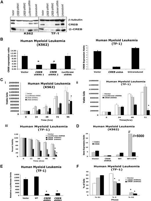 Figure 5. CREB is essential for leukemia cell proliferation and survival. (A) Human (K562, TF-1) leukemia cells were transduced with a lentivirus expressing no shRNA,1 CREB shRNA-1,2 CREB shRNA-2,3 or luciferase shRNA4 at a multiplicity of infection (MOI) of approximately 100. Wild-type cells5 were also used as a control. Western blot analyses were performed with CREB, phospho-CREB, and β-tubulin antisera. (B) Five micrograms of total RNA were extracted from transduced leukemia cells, and q-PCR was performed to determine CREB expression. CREB was knocked down by up to 75% relative to control shRNA (vector) in human myeloid leukemia cells. (C) Trypan blue exclusion method was performed in triplicate to assess growth and survival of transduced leukemia cells. CREB knocked-down cells demonstrated diminished proliferation and viability 72 hours after transduction. (D) K562 cells were transduced and cultured for 48 hours before harvesting total RNA. Parental K562 cells were cultured in the presence of interferon-2α (100 units/mL) for 48 hours as a positive control. Quantitative reverse transcription-PCR was performed in triplicate with primers specific for CREB, actin, and OAS-1. (E) Luciferase reporter assays in human TF-1 leukemia cells transduced with CREB or control shRNAs. Decreased transcriptional activity was observed in CREB knocked-down cells and repeated in triplicate. (F) Cell-cycle analysis of CREB knocked-down TF-1 cells after synchronization by serum starvation overnight and stimulated for 12 hours with GM-CSF revealed decreased percentage of cells in S-phase. Experiment was performed in triplicate. Error bars in panels B-F represent SE.