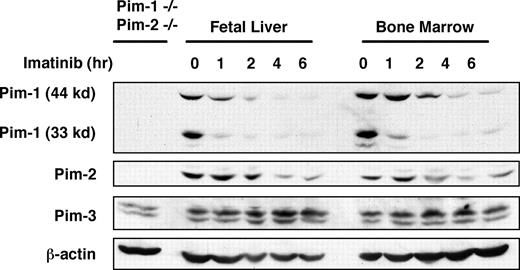 Figure 1. The expression of Pim-1, Pim-2, and Pim-3 proteins in A-MuLV–transformed pre-B-cell lines derived from fetal liver and bone marrow. v-Abl–transformed cells were treated in a time course with imatinib, an Abl kinase inhibitor. A Western blot of cell lysates was probed with indicated antibodies. Lysate of Pim-1−/−/Pim-2−/− cells was used as a control.