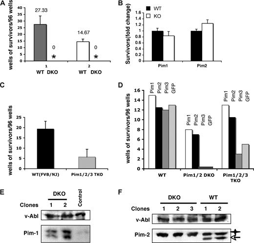 Figure 2. Pim deficiency has profound effects on the v-Abl–mediated pre–B-cell transformation. (A) Well numbers per 96-well plate showing cytokine-independent growth of v-Abl–transformed wild-type (WT) and Pim-1−/−/Pim-2−/− double knockout (DKO) cells. Plotted are the average well numbers. The error bars represent the SEM (n = 3). (1) Bone marrow cells from DKO and wild-type mice with the same genetic background (mixed background) were used. (2) Mice of 129 strain, which have a genetic background that makes them less susceptible to A-MuLV than the background of the DKO mice, were also included as a control. (B) Bone marrow cells from Pim-1−/− and Pim-2−/− mice and their wild-type littermates were infected with A-MuLV. Cells were plated on soft agar medium and transformation efficiency was scored by counting foci generated 2 weeks after infection. Results are shown as fold-difference in the number of foci in the knockout with respect to wild-type mice. (C) Experiments were done as described in panel A. Pim-1−/−/Pim-2−/−/Pim-3−/− (Pim1,2,3−/−) and wild-type (WT) mice with the same genetic background (FVB/NJ) were used. Plotted are the average well numbers. The error bars represent the SEM (n = 3). (D) Bone marrow cells from Pim-1−/−/Pim-2−/−, Pim-1−/−/Pim-2−/−/Pim-3−/−, or wild-type mice were infected with bicistronic retroviruses encoding the p120 form of v-Abl and either Pim-1, Pim-2, Pim-3, or GFP. Transformation efficiency was scored as described in panel A. (E) Ectopic co-expression of Pim-1 with v-Abl allows the transformation of DKO cells by v-Abl. Shown is an immunoblot of v-Abl–transformed cell clones probed as indicated. Control is a v-Abl–transformed clone expressing Pim-2. (F) Ectopic co-expression of Pim-2 with v-Abl also allows the transformation of DKO cells by v-Abl as described in panel E. v-Abl–transformed wild-type (WT) clones were used as a control. Star, transgenic Pim-2; arrow, endogenous Pim-2.