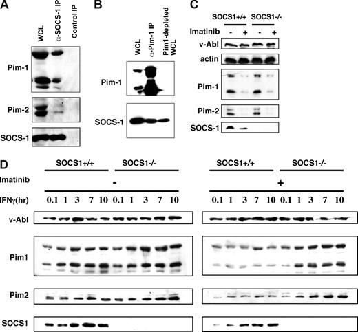 Figure 3. There are pools of Pim-1 and Pim-2 that are associated with SOCS-1 but overcome inhibitory effects of SOCS-1 in v-Abl–transformed pre–B-cells. (A) Shown is an immunoblot of whole cell lysate (WCL) and proteins precipitated with either anti-HA that recognizes HA-tagged SOCS-1 or normal rabbit serum control. The blot was probed with indicated antibodies. (B) Immunoprecipitation using an anti–Pim-1 antibody was performed as in panel A. A blot of WCL, precipitated proteins, and Pim-1–depleted WCL was probed as indicated. (C) Shown is a Western blot of A-MuLV–transformed wild-type and SOCS-1−/− cells treated with or without imatinib and probed with indicated antibodies. (D) Effects of the expression of SOCS-1 protein on the levels of Pim-1 and Pim-2 were examined by using v-Abl–transformed SOCS-1–deficient or wild-type cell lines. The cells were treated with or without imatinib before addition of IFNγ in a time course. Western blotting shows that SOCS-1 does not inhibit v-Abl–induced expression of Pim-1 and Pim-2 but does have inhibitory effects on IFNγ-dependent expression of these kinases.