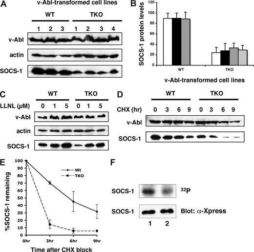 Figure 4. Pim kinases are involved in modulating SOCS-1 protein levels and SOCS-1 phosphorylation. (A) SOCS-1 protein levels are significantly reduced in Pim-deficient v-Abl–transformed pre-B cells. The expression of SOCS-1 protein was examined in 3 wild-type and 4 Pim-1−/−/Pim-2−/−/Pim-3−/− (TKO) cell lines. Shown is a Western blot probed with indicated antibodies. (B) SOCS-1 levels in panel A were quantitated by densitometry and normalized to v-Abl expression levels. In each experiment, the highest level of SOCS-1 is 100. Plotted are the average levels of SOCS-1 from 3 independent experiments. Error bars represent SEM. (C) Various concentrations of the proteasome inhibitor LLNL were added to the cells, and cells were then harvested after 14 hours of incubation. The levels of indicated proteins were examined by Western blot. (D) v-Abl–transformed wild-type or TKO pre-B cells were exposed to cycloheximide (CHX). Cells were then harvested at the indicated time points and analyzed by Western blotting. (E) Blots in panel D were quantitated as described in panel B. Plotted are the results from 3 independent experiments. Error bars represent SD. (F) v-Abl–transformed wild-type or TKO cells were metabolically labeled with 32PO4. 32P-labeled SOCS-1 was then isolated by immunoaffinity, and phosphorylation was detected by autoradiography. SOCS-1 expression levels were examined by Western blot. Lane 1, wild-type cells; lane 2, TKO cells.