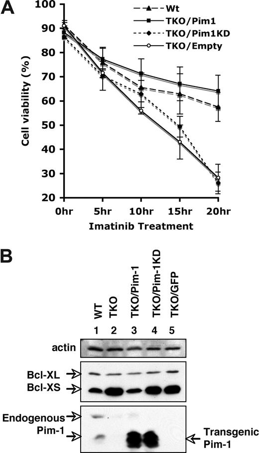 Figure 6. Ectopic expression of Pim-1 enhances the resistance of v-Abl–transformed cells to apoptosis induced by imatinib. (A) Apoptosis and cell survival were examined as described in Figure 5. Shown are wild-type (WT) cells and Pim-1−/−/Pim-2−/−/Pim-3−/− (TKO) cells ectopically expressing either wild-type Pim-1 (TKO/Pim1), kinase-death Pim1 (TKO/Pim1KD), or empty vector (TKO/Empty). Plotted are the results from 3 independent experiments. Error bars represent SD. (B) An immunoblot of v-Abl–transformed WT cells, TKO cells, and TKO cells expressing different proteins was probed with indicated antibodies.
