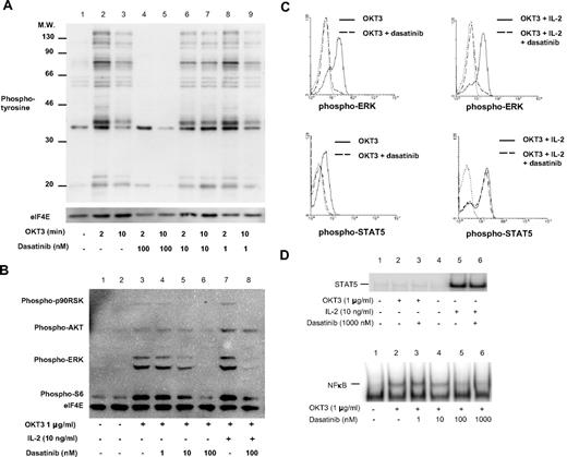 Figure 1. TCR complex signal transduction, but not IL-2, is inhibited by dasatinib. T cells were stimulated in the presence or absence of dasatinib for 2 or 10 minutes at 37°C, then immediately lysed. Proteins were separated by SDS-PAGE, transferred to nitrocellulose, and probed with (A) pan antiphosphotyrosine or (B) PathScan Multiplex Western Cocktail I (phospho-p90RSK, phospho-AKT, phospho-ERK, phospho-S6, and loading control eIF4E). Chemiluminescent detection was performed with a FluorChem SP CCD camera. (C) T cells were stimulated for 15 minutes with IL-2 and/or 5 minutes with OKT3, then fixed with formaldehyde at 37°C for 10 minutes. Cells were then permeabilized with methanol and stained for phospho-ERK or phospho-STAT5. Solid lines, stimulated T cells (10 μg/mL OKT3 alone or with 20 ng/mL IL-2 as indicated); dashed lines, stimulated T cells in the presence of 10 nM dasatinib; dotted lines, control. (D) T cells were stimulated with OKT3 or IL-2 for 30 minutes at 37°C, nuclear extracts were isolated, and DNA binding of STAT5 and NFκB was determined by EMSA.