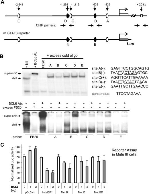 Figure 4. BCL6 inhibits STAT3 transcription via 2 upstream binding sites. (A) Schematic representation of the human STAT3 promoter region showing 5 potential BCL6 binding sites, location of ChIP primers, and the 3-kb fragment contained in the wt STAT3 luciferase reporter construct. (B) EMSA analysis of BCL6 binding to the 5 candidate BCL6 sites. The sequences for these 5 sites are shown together with the 10-bp core of the consensus BCL6-binding site FB20. (+) and (−) indicate the top or bottom strand of the STAT3 promoter region. Underlines indicate sequences identical to those in the consensus. In the top panel, the 20-bp FB20 probe was 32P labeled and used in the assay with nuclear extracts of Ly1 cells. In the bottom panel, all 5 candidate BCL6 sites and FB20 were labeled and subjected to EMSA analysis with or without the use of excess, cold FB20 probe in competition. (C) BCL6 represses transcription from the 3-kb wt STAT3 reporter in BCL6-negative Mutu III cells. Based on site-directed mutagenesis, repression by BCL6 was attributed to both sites B and D. The activity of each reporter in the absence of BCL6 was normalized to 100. Error bars represent SD.
