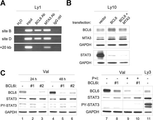 Figure 5. BCL6 inhibits expression of the endogenous STAT3 gene in DLBCL. (A) BCL6 and MTA3 bind to the STAT3 promoter region in vivo. ChIP assays were performed in Ly1 cells. PCR products were amplified from chromatin fragments immunoprecipitated with either anti-BCL6, anti-MTA3, or control rabbit IgG antibodies. The PCR primers flank either site B or the negative control +20-kb site (see arrows in Figure 4A). H2O, negative control PCR without any template; input, purified total genomic DNA before precipitation. (B) Forced expression of BCL6 suppresses endogenous STAT3. Ly10 cells were transiently transfected with the indicated expression plasmids. Western blot was performed to analyze expression of BCL6 and MTA3 12 hours after transfection, and total STAT3 24 hours after transfection. Similar results were obtained from Ly3 cells (not shown). (C) RNAi-mediated BCL6 knockdown increased STAT3 protein expression. Control (ctrl) and 2 different BCL6 siRNA oligos (nos. 1 and 2) were transiently transfected into Val cells, and cell lysates were prepared at either 24 or 48 hours for protein analysis. In lanes 7 to 10, cells that have been transfected with oligos for 45 hours were either left alone (lanes 7 and 8) or exposed to PMA (20 ng/mL) and ionomycin (0.3 μM) (P + I, lanes 9 and 10) for another 24 hours before harvesting. In lane 11, Ly3 lysates were loaded for comparison. BCL6, total STAT3, and PY-STAT3 proteins were examined by Western blot analysis. GAPDH levels were shown as loading control. Vertical lines have been inserted to indicate a repositioned gel lane.
