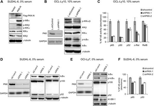 Figure 1. PKK regulates NF-κB activity in DLBCL cells. (A) Overexpression of PKK activates NF-κB in DLBCL cells. SUDHL-6 cells stably carrying pMIG vector or expressing Flag-tagged PKK-N were cultured in serum-free medium for 20 hours. The expression of the indicated proteins involved in NF-κB signaling was analyzed by Western blotting. p-IκBα, p-IKKα, and p-IKKβ represent phosphorylated forms of IκBα, IKKα, and IKKβ, respectively. Analysis of γ-tubulin was used as the equal loading control. (B) Suppression of PKK expression inhibits NF-κB activity in ABC DLBCL cells. OCI-Ly10 cells were infected with lentiviruses expressing either a control shRNA (L-shControl) or a PKK-specific shRNA (L-shPKK-1). Three days after infection, RNA levels of PKK in the indicated cells were analyzed by RT-PCR (left), and expression of the indicated proteins involved in NF-κB signaling was analyzed by Western blotting (right). Analysis of GAPDH and γ-tubulin was used as loading controls. (C) PKK knockdown leads to inhibition of NF-κB DNA-binding activity in ABC DLBCL cells. OCI-Ly10 cells were infected with lentiviruses expressing a control shRNA (L-shControl) or a PKK-specific shRNA (shPKK-1 or shPKK-2). Sixty-four hours after infection, nuclear extracts were prepared and the DNA-binding activity of the indicated NF-κB subunit was analyzed as described in “Methods.” The assays were performed in triplicates. shControl-expressing cells contain significantly higher NF-κB DNA-binding activity than cells expressing an shPKK (P < 0.01 for all NF-κB subunits, except for RelB subunit). (D) Suppression of PKK expression results in decreased NF-κB activity in GCB DLBCL cell line SUDHL-6 cells. SUDHL-6 cells stably expressing either the control shRNA (shControl) or a PKK-specific shRNA (shPKK-1 or shPKK-2) were cultured in serum-free medium overnight. The levels of PKK mRNA in the indicated cells were analyzed by RT-PCR (right), and the expression of the indicated proteins was analyzed on Western blots (right). (E) Suppression of PKK expression inhibits NF-κB activity in GCB DLBCL cell line OCI-Ly7 cells. OCI-Ly7 cells stably expressing either shControl or shPKK-1 were cultured in serum-free medium overnight. Expression of PKK mRNA (left) and the indicated proteins involved in NF-κB signaling (right) were analyzed as described in panel D. (F) PKK knockdown reduces NF-κB DNA-binding activity in GCB DLBCL cells. SUDHL-6 cells stably expressing the indicated shRNA were cultured in serum-free medium overnight. Nuclear extracts were prepared, and the DNA-binding activity of p65 and p50 were assayed as described in panel C. The difference between control cells and cells expressing an shPKK in NF-κB DNA-binding activity is statistically significant (P < .01).