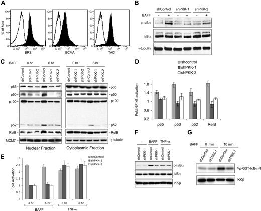Figure 2. PKK regulates NF-κB activation induced by BAFF. (A) Surface expression of the indicated BAFF receptors in SUDHL-6 cells. SUDHL-6 cells were incubated with antibodies specific for human BAFF receptor (BR3 or BAFF-R), B cell–maturation antigen (BCMA), or transmembrane activator and calcium modulator cyclophilin ligand interactor (TACI) (filled histograms) or a control antibody (open histograms). After incubated with secondary antibodies, the expression of the indicated BAFF receptors was analyzed by flow cytometry.30 (B) Suppression of PKK expression inhibits I-κBα phosphorylation induced by BAFF. SUDHL-6 cells stably expressing shControl, shPKK-1, or shPKK-2 were treated with BAFF (200 ng/mL) for 15 minutes in serum-free medium. The expression levels of the indicated proteins were analyzed by Western blotting. The shRNA-expressing SUDHL-6 cells used here are the same cells described in Figure 1D. The PKK knockdown efficacy was confirmed to be at the levels shown in Figure 1D. (C) PKK knockdown leads to inhibition of nuclear translocation of NF-κB proteins. SUDHL-6 cells stably expressing the indicated shRNA were treated with BAFF (500 ng/mL) for 6 hours in serum-free medium. Nuclear and cytoplasmic fractions were prepared according to the instructions by the manufacturer (Active Motif), and the levels of the indicated NF-κB subunits in each fraction were analyzed by Western blotting. Analysis of MCM7 and γ-tubulin was used as the loading controls for nuclear and cytoplasmic fractions, respectively. (D) Suppression of PKK expression inhibits BAFF-induced NF-κB DNA-binding activity. SUDHL-6 cells expressing the indicated shRNA were treated as described in panel C, and the DNA-binding activity of the indicted NF-κB subunit was assayed as described in Figure 1C. The difference between control cells and cells expressing an shPKK in DNA-binding activity for all tested NF-κB subunits is significant (P < .01). (E) Effect of PKK knockdown on NF-κB promoter activation induced by BAFF and TNF-α. SUDHL-6 cells stably expressing the indicated shRNA were infected with a recombinant lentivirus carrying a firefly luciferase reporter regulated by 4-tandam copies of NF-κB consensus binding sequence (generously provided by John Ashton, University of Rochester). Forty hours after infection, the cells were treated with BAFF (500 ng/mL) and TFN-α (100 ng/mL), respectively, for the indicated times. The luciferase activity was measured as described previously.36 Fold of activation was calculated by comparing the luciferase activity of BAFF or TNF-α stimulated cells with that of unstimulated cells. The means and standard deviations from 3 independent experiments are depicted. (F) Suppression of PKK expression inhibits BAFF-, but not TNF-α–, induced IκBα phosphorylation. SUDHL-6 cells stably expressing the indicated shRNA were treated with BAFF and TNF-α, respectively, for 3 minutes. The expression levels of the indicated proteins were analyzed by Western blotting. Analysis of IKKβ was used as a loading control. (G) SUDHL-6 cells expressing either shControl or shPKK-1 were treated with BAFF for the indicated time. IKK complex was immunoprecipitated with an IKKβ-specific antibody. The kinase activity of the immunoprecipitated IKK complex was assayed in vitro using GST-IκBα (amino acids 1-54) as a substrate (top). The amounts of IKKβ protein in the immunoprecipitated samples were analyzed by Western blotting using an IKKβ antibody (bottom).