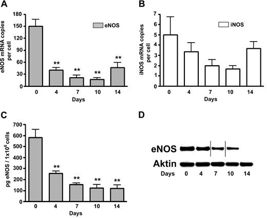 Figure 2. NOS levels during differentiation of erythroid cells. (A) eNOS mRNA levels during differentiation of erythroid cells. (B) iNOS mRNA levels during differentiation of erythroid cells; (C,D) eNOS protein levels during differentiation of erythroid cells: as measured by ELISA (C) and Western blotting compared with actin protein levels as a control (D). Vertical lines have been inserted to indicate a repositioned gel lane (n = 3). Values are means (± SEM). **P < .01 compared with cells at day 0.
