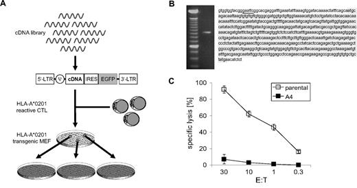 Figure 1. Functional screening and expression cloning of Cdc42 as mediator of immunoresistance. (A) Schematic diagram of the library expression and screening strategies. (B) PCR amplification (left panel; first lane: DNA marker) and sequence (right panel) of the vector-encoded cDNA of clone A4. The vector-encoded EcoRI restriction site is underlined; the Cdc42 open reading frame is shaded. (C) The 5-hour 51Cr release assay of cA2Kb MEFs (□ indicates parental MEFs; ■, clone A4) coincubated with allo-A2 CTLs. Mean values plus or minus SD of a representative experiment are shown.