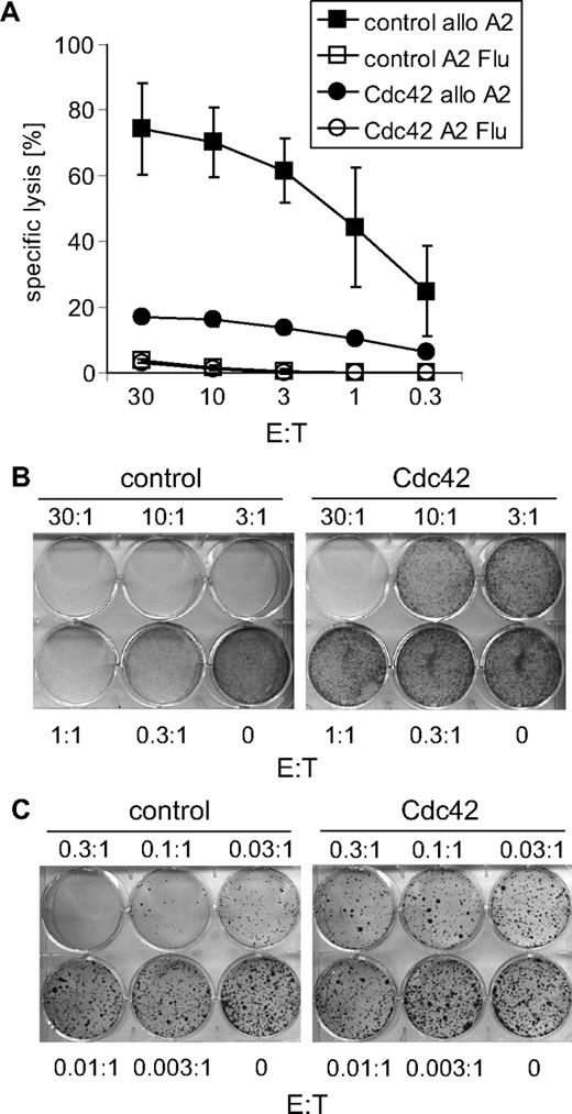 Figure 2. Cdc42 confers immunoresistance of cancer in vitro. (A) The 5-hour 51Cr release assay of cA2Kb-Cdc42 (● ○) or cA2Kb-control MEFs (■ □ coincubated with allo-A2 CTLs (● ■) or A2 Flu control CTLs (○ □). Mean values plus or minus SD of 3 independent experiments are shown. (B) Clonogenic survival of cA2Kb-Cdc42 and cA2Kb-control MEFs coincubated with allo-A2 CTLs at the indicated E/T ratios (representative photograph of at least 3 independent experiments). (C) Clonogenic survival of HCT116-Cdc42 and HCT116-control human colorectal cancer cells coincubated with allo-A2 CTLs (representative photograph of 3 independent experiments).