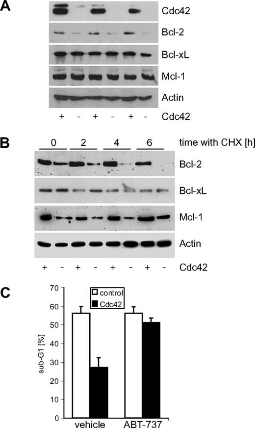 Figure 5. Cdc42 prevents apoptosis by posttranscriptional stabilization of Bcl-2. (A) Immunoblot analysis of extracts prepared from 3 cA2Kb-Cdc42 and 3 cA2Kb-control fibrosarcomas. Note the increase in Bcl-2 levels in the Cdc42-expressing tumors. (B) Immunoblot analysis of cA2Kb-Cdc42 and cA2Kb-control MEFs following treatment with the translation inhibitor cycloheximide (CHX; 200 μg/mL) for up to 6 hours. Note the enhancement of Bcl-2 stability in cA2Kb-Cdc42 MEFs. (C) Etoposide treatment (12.5 μM) of cA2Kb-Cdc42 (■) and cA2Kb-control MEFs (□) incubated with ABT-737 (6.25 μM) or vehicle under low serum conditions. Apoptotic DNA fragmentation was quantified by flow cytometry following staining with propidium iodide; mean values plus SD of 3 experiments are shown.