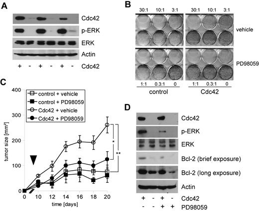 Figure 6. Cdc42 confers immunoresistance by ERK-dependent up-regulation of Bcl-2. (A) Immunoblot analysis of extracts prepared from 3 cA2Kb-Cdc42 and 3 cA2Kb-control fibrosarcomas. Note that phosphoepitopes indicative of ERK activation are detectable in Cdc42-expressing tumors. (B) cA2Kb-control MEFs (left panel) and cA2Kb-Cdc42 MEFs (right panel) were pretreated with the MEK inhibitor PD98059 (10 μM for 2 hours) or vehicle, followed by coincubation with allo-A2 CTL. Clonogenic survival in 1 representative of at least 3 repetitions. (C) Growth of cA2Kb-control (■ □) and cA2Kb-Cdc42 (● ○) fibrosarcomas in NOD/SCID mice. Mice received daily intraperitoneal injections of PD98059 (● ■) or vehicle (○ □). The arrowhead indicates the time point of adoptive transfer of allogeneic C57BL/6-derived splenocytes. Mean values plus or minus SE of bidimensional tumor sizes of 5 mice per group are shown. Vehicle-treated cA2Kb-Cdc42 fibrosarcomas grew significantly faster than the other groups (P < .001, ANOVA; *P < .05, **P < .01, Tukey multiple comparison). (D) Immunblot analysis of extracts from cA2Kb-Cdc42 and cA2Kb-control fibrosarcomas derived from mice treated with PD98059 or vehicle. Note reduced ERK phosphorylation and decreased Cdc42-induced (brief exposure) as well as endogenous (long exposure) Bcl-2 expression following treatment with PD98059.