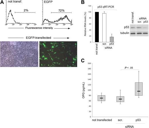 Figure 2. p53 knock-down up-regulates OPG release in endothelial cultures. HUVECs were transfected with either an EGFP construct or with the indicated siRNA (scr., control scrambled). (A) Efficiency of transfection in each experiment was monitored by flow cytometric and microscopy analyses of EGFP-transfected HUVEC. Representative flow cytometric profiles and microscopy fields (original magnification ×10) of HUVEC cultures transfected with the EGFP-plasmid are shown. (B) Efficiency and specificity of the p53 knock-down were documented by real-time reverse transcription-PCR analyses (qRT-PCR) and Western blot. Results, from amplifications done in triplicate, are expressed as relative RNA levels calculated, after normalization for GAPDH, with respect to control not transfected cultures, which were set to 100. One of 3 Western blot experiments with similar results is shown. Error bars are SD. (C) OPG released in culture supernatants was measured in HUVEC cultures, either not transfected or transfected with the indicated siRNA. Results were obtained from 6 independent experiments, each performed in duplicate. Horizontal bars represent median, upper, and lower edges of box (75th and 25th percentiles); lines extending from box, 10th and 90th percentiles.