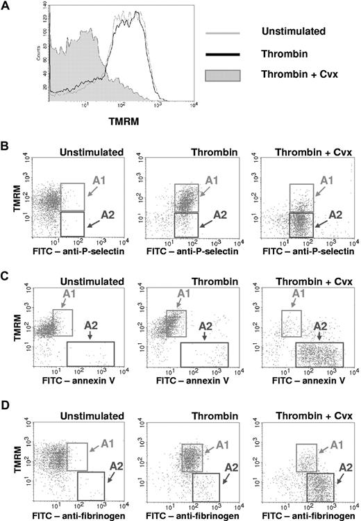 Figure 1. Loss of Δψm occurs in a subpopulation of activated platelets. Platelets were left unstimulated or stimulated with thrombin (0.5 U/mL), or thrombin plus convulxin (Cvx) (250 ng/mL), for 5 minutes. (A) Platelet Δψm was assessed by flow cytometry using the cationic dye TMRM. TMRM retention within mitochondria is dependent on the maintenance of Δψm, and loss of Δψm results in decreased TMRM fluorescence. (B-D) Two-color flow cytometry with TMRM and (B) FITC-labeled anti-P-selectin, (C) FITC-labeled annexin V, or (D) FITC-labeled antifibrinogen is demonstrated. Region A1 indicates the subpopulation of activated platelets that retained TMRM staining. Region A2 indicates the subpopulation of activated platelets that lost TMRM staining. Plots are representative of 3 separate experiments.