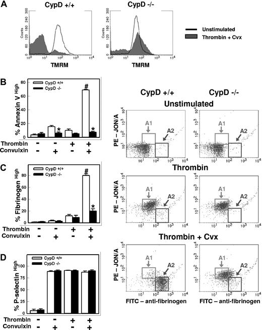 Figure 2. The MPTP regulatory component, CypD, is required for normal platelet activation. Platelets isolated from CypD+/+ or CypD−/− mice were left unstimulated or stimulated with thrombin (0.5 U/mL) plus convulxin (Cvx) (250 ng/mL) for 5 minutes. (A) Platelet Δψm was assessed by flow cytometry using the cationic dye TMRM (n = 3). (B-D) Percentages of (B) annexin Vhigh, (C) fibrinogenhigh, and (D) P-selectinhigh platelets (n = 4) are shown; #P < .05 compared with unstimulated CypD+/+ platelets; *P < .05 for comparison between CypD+/+ and CypD−/− platelets. (E) Fibrinogen (Fbg) and JON/A binding are shown. Platelets were stimulated with the indicated agonist(s) and examined using FITC-labeled antifibrinogen and PE-labeled JON/A. Gates are drawn to highlight activated platelets with high levels of JON/A binding and moderate fibrinogen binding (A1), and activated platelets with low levels of JON/A binding and high-level fibrinogen binding (A2) (n = 4). Error bars represent SE.
