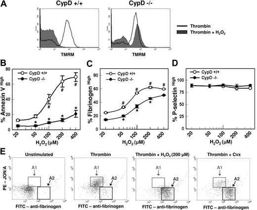 Figure 5. Platelet activation responses are modulated by H2O2 in a CypD-dependent manner. (A) Platelets were stimulated with thrombin (0.5 U/mL) or thrombin plus H2O2 (200 μM) for 5 minutes. Platelets Δψm was assessed by flow cytometry using the cationic dye TMRM (n = 3). (B-D) Flow cytometry was performed to evaluate the percentage of (B) annexin Vhigh, (C) fibrinogenhigh, and (D) P-selectinhigh platelets (n = 4). #P < .05 compared with thrombin-stimulated CypD+/+ platelets; *P < .05 for comparison between CypD+/+ and CypD−/− platelets. (B) Platelets were left unstimulated or stimulated for 5 minutes with thrombin (0.5 U/mL), thrombin plus convulxin (Cvx) (250 ng/mL), or thrombin plus H2O2. Error bars represent SE. (E) Two-color flow cytometry was performed using FITC-labeled antifibrinogen and PE-labeled JON/A. Gates are drawn to highlight activated platelets with high levels of JON/A binding and moderate fibrinogen binding (A1), and activated platelets with low levels of JON/A binding and high-level fibrinogen binding (A2) (n = 5).