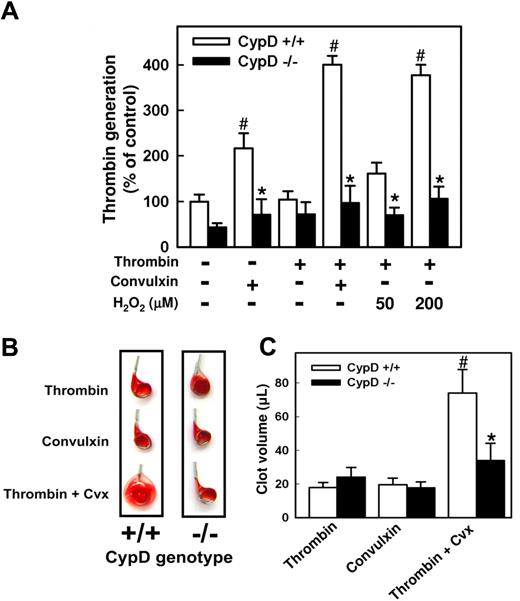 Figure 6. Platelet function is altered in the absence of CypD. (A) Procoagulant activity is shown. Platelets were left unstimulated or stimulated with thrombin (0.5 U/mL), convulxin (250 ng/mL), thrombin plus convulxin, or thrombin plus the indicated concentrations of H2O2. Thrombin generation was measured in a prothrombinase assay and is presented relative to unstimulated CypD+/+ platelets (n = 5). #P < .05 compared with unstimulated CypD+/+ platelets; *P < .05 for comparison between CypD+/+ and CypD−/− platelets. (B,C) Clot retraction in diluted platelet-rich plasma is demonstrated. Clot formation was initiated by the addition of calcium together with thrombin (0.5 U/mL), convulxin (250 ng/mL), or thrombin plus convulxin. (B) Images of clots removed from serum 2 hours after initiation of clot formation. (C) The volume of the clot was determined 2 hours after initiation of clot formation by the indicated agonist(s) (n = 6). #P < .05 compared with thrombin-initiated CypD+/+ plasma; *P < .05 for comparison between CypD+/+ and CypD−/− plasma. Error bars represent SE.