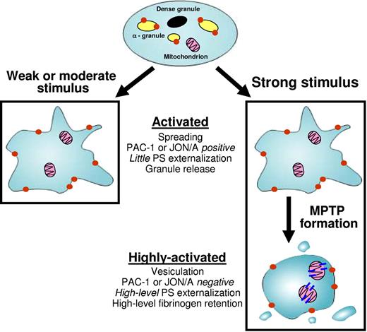 Figure 8. A schematic model of graded platelet activation.