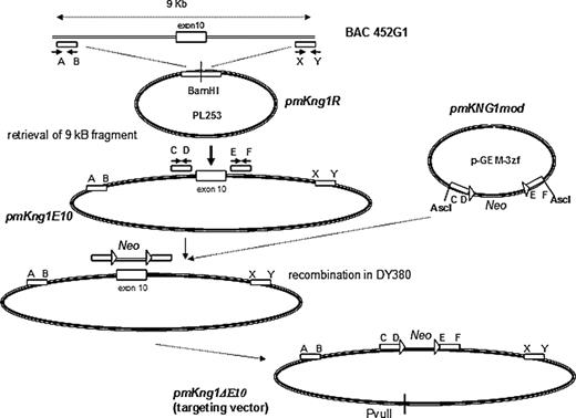 Figure 1. Organization of the kininogen gene in mice. (A) Map of the DNA fragment of murine BAC clone RP23–452G1 containing mKng1 and mKng2. Exons are denoted by numbered boxes, and arrows indicate the direction of gene transcription. (B) Alignment of the mKng1 and mKng2 cDNA regions that were used for RT-PCR amplification. The amplified region spanned the carboxyl-terminal region of domain 3 through the amino-terminal region of domain 6. The 2 gaps in mHK2 responsible for the different sizes of the PCR products from the 2 cDNAs are denoted by dashes. Also shown are the corresponding polypeptide sequences of the mHK1 and mHK2 proteins. The ERDAETEQGPTH sequence used to raise the mHK1-specific antibody is underlined.