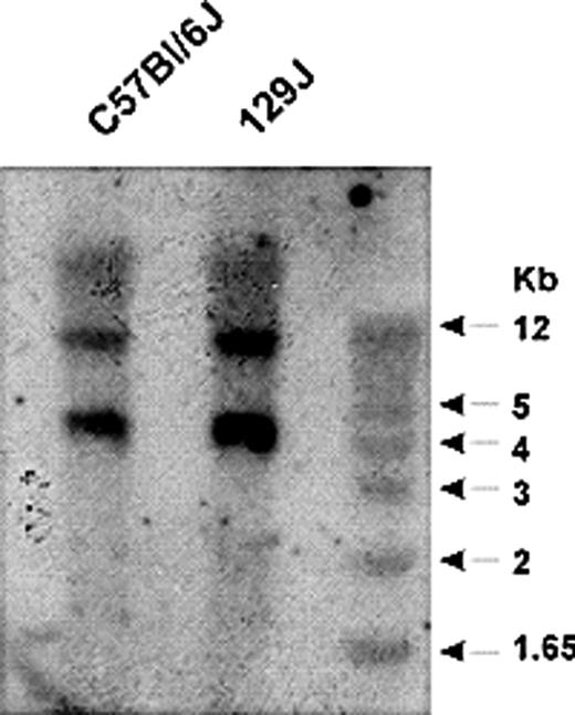 Figure 2. Construction of an mKng1-targeting vector. Gene disruption was accomplished using recombineering, with details concerning the construction of the mKng1-targeting vector provided in “Methods.” Briefly, the strategy used a 9-kb genomic fragment of BAC452G1 to construct a targeting vector with which an mKng1 knockout allele was created. In this allele, exon 10 of mKng1 was replaced by a PGKNeo cassette (exon 10 contains the splicing site for HK and LK; thus, disruption of this exon should prevent transcription of HK and LK mRNA).