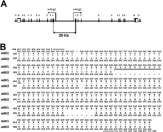 Figure 3. Southern blot analysis of the murine kininogen gene. Genomic DNA from C57Bl/6J and 129J mice was digested with EcoRV and probed using a 32P-dCTP–labeled PCR product spanning intron 4 and exon 4 of the kininogen gene. This probe hybridized to 2 distinct fragments of genomic DNA, suggesting the presence of 2 kininogen genes.