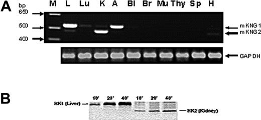 Figure 4. Tissue-specific expression of mKng1 and mKng2. (A) RT-PCR of mKng1- and mKng2-derived HK mRNA transcripts in murine tissues. PCR products were resolved using 0.9% agarose gel electropheresis, and stained using ethidium bromide. Arrows indicate the location of PCR products from mKng1- and mKng2-derived HK mRNA. The lane on the left side of the gel (M) contains a DNA ladder. GAPDH mRNA was amplified in parallel to control for the DNA content of individual samples. L indicates liver; Lu, lung; K, kidney; A, adrenal; Bl, bladder; Br, brain; Mu, muscle; Thy, thymus; Sp, spleen; and H, heart. (B) In vitro translation of the regions of liver- and kidney-derived cDNA encoding Val364 to Arg540 of mKng1 (and corresponding region of mKng2). cDNA was amplified using the primers depicted in Figure 3B. PCR products were cloned into pBluescript II KS+, and used to synthesize capped mRNAs. In vitro translation was performed in the presence of 35S-methionine, and labeled polypeptides detected using 15% SDS-PAGE and autoradiography. As demonstrated in this figure, liver cDNA yielded a slightly larger polypeptide than that derived from kidney, consistent with expression of mKng1-derived HK mRNA in the former, and mKng2-derived HK mRNA in the latter.