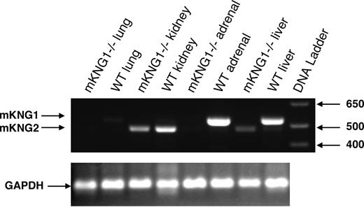 Figure 5. Absence of mKng1-derived HK mRNA from the liver of mKng1−/− mice. RNA was isolated from liver, kidney, adrenal, and lung of wild-type and mKng1−/− mice as described in “Methods,” and analyzed by RT-PCR. Arrows depict mKng1- and mKng2-derived HK RT-PCR products. GAPDH mRNA was also analyzed by RT-PCR to ensure equal amounts of DNA were added to the reaction mixtures.