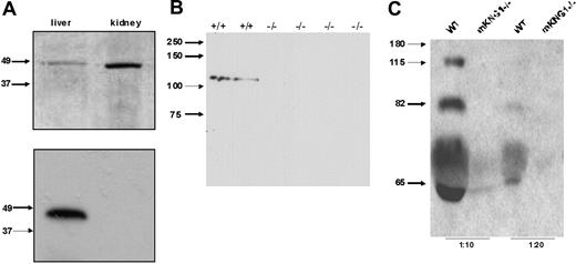 Figure 6. Immunoblotting of kininogen in murine plasma. (A) An antibody raised against the mHK1-specific sequence ERDAETEQGPTH was used to blot the in vitro–translated polypeptides encoded by the cloned PCR products derived from liver and kidney cDNA using the primers depicted in Figure 3B. In the top panel, these recombinant polypeptides were separated using 10% SDS-PAGE, and the gel was stained with Coomassie brilliant blue. In the bottom panel, the polypeptides were transferred to PVDF and immunoblotted with the mHK1-specific antipeptide antibody. Only the liver (mKng1)–derived polypeptide is recognized by this antibody, demonstrating specificity. (B) The affinity-purified anti-mHK1 antibody was used to blot plasma from wild-type (+/+) and 4 mKng1-deficient (−/−) mice; mHK1 was present only in the wild-type animals. (C) Immunoblotting of whole mouse plasma (1:10 and 1:20 dilutions) from WT and mKng1−/− mice with an anti-BK antisera. A total of 3 distinct kininogen species are present in plasma from the wild-type mouse, but none are present in the mKng1−/− mice. The upper band recognized by the antisera corresponds to mHK, the intermediate band corresponds to ΔmHK-D5, and the lower band corresponds to mLK.