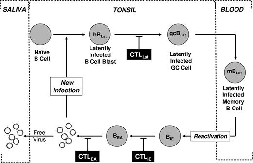 Figure 1. Schematic drawing of our model of EBV persistence. During acute infection, EBV transmitted via saliva infects naive B cells turning them into latently infected B-cell blasts (bBLats) and driving their proliferation and differentiation through a germinal center (gcBLat) into latently infected memory B cells (mBLats) that then migrate to peripheral blood where EBV persists for the lifetime of its host. When mBLats migrate back to the tonsil, they occasionally receive signals to undergo terminal differentiation into plasma B cells, which triggers reactivation of the virus. This results in the subsequent expression of lytic genes (eg, IE and EA) and ultimately production of free virions that can then infect new B cells or shed into saliva to infect new hosts. This process in turn stimulates an aggressive antiviral CTL response. The infected cells expressing targets recognized by CTLs are indicated. This response effectively reduces the number of cells that complete viral replication so that during persistent infection little or no new infection of B cells occurs. Whether the stable levels of mBLats during persistence are maintained through memory B-cell homeostasis, low-level infection of new B cells, or a combination of the 2 is unresolved.