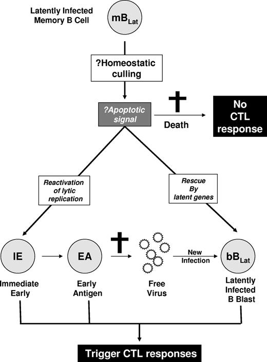 Figure 2. Hypothesized mechanisms for the rapid decline of mBLats. The mBLats may simply die, perhaps via apoptosis induced by homeostatic culling. This would not stimulate a virus-specific CTL response. Alternatively, the cells may turn on viral latent proteins or initiate viral replication and be killed by CTLs.