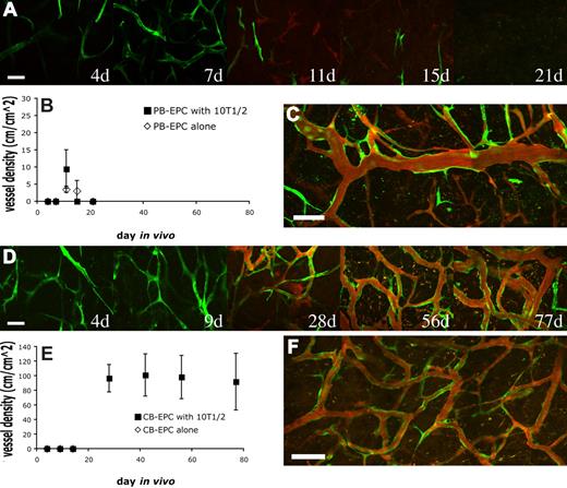 Figure 1. Vasculogenic potential of peripheral blood (PB)– versus cord blood (CB)–derived endothelial progenitor cells (EPCs). PB-EPCs and CB-EPCs were mixed with 10T1/2 cells in a collagen gel, and implanted into cranial windows in severe combined immunodeficient (SCID) mice. Images were taken at periodic time points with multiphoton laser scanning microscope for in vivo dynamics of vascularization by the implanted endothelial cells. PB-EPCs formed vascular-like structure 4 days after implantation and some of them became perfused at day 11. The PB-EPC–derived blood vessels were transient and almost completely disappeared by day 21 (A). There was no significant difference in the mean (± SEM) density of functional vessels derived from PB-EPCs between groups implanted with PB-EPCs only and PB-EPCs with 10T1/2 cells (B) (n = 4 for each group and experiments were performed with 3 different batches of adult peripheral blood). In some animals, there were still some sparse but functional blood vessels 27 days after implantation (C). In contrast, CB-EPCs formed a uniformly dense network of functional blood vessels (D). Implantation of CB-EPCs alone led to a rapid regression of the implanted cells, while coimplantation of CB-EPCs and 10T1/2 cells resulted in a stable and functional vasculature (E) (n = 4 for each group and experiments were performed with 3 different batches of human umbilical cord blood). The CB-EPC–derived vascular network was stable and functional for more than 119 days in vivo (F). Green indicates PB- or CB-derived endothelial cell expressing enhanced green fluorescent protein (EGFP); red, functional blood vessels contrast-enhanced by rhodamine-dextran. Scale bars represent (A,D) 50 μm; (C,F) 100 μm.