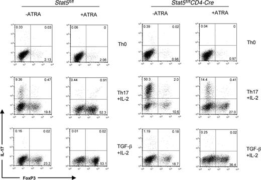 Figure 6. ATRA enhances FoxP3 expression independent of Stat5. CD8-depleted thymocytes from Stat5fl/flCD4-Cre mice were polyclonally stimulated for 3 days with media alone, IL-6, IL-2, and TGF-β1, or IL-2 and TGFβ-1 in the presence or absence of 1 μM ATRA. IL-17 and FoxP3 expression were measured on CD4+ gated fixed cells by intracellular staining. Data are representative of 2 independent experiments. Numbers on plots are percentages of total cells.