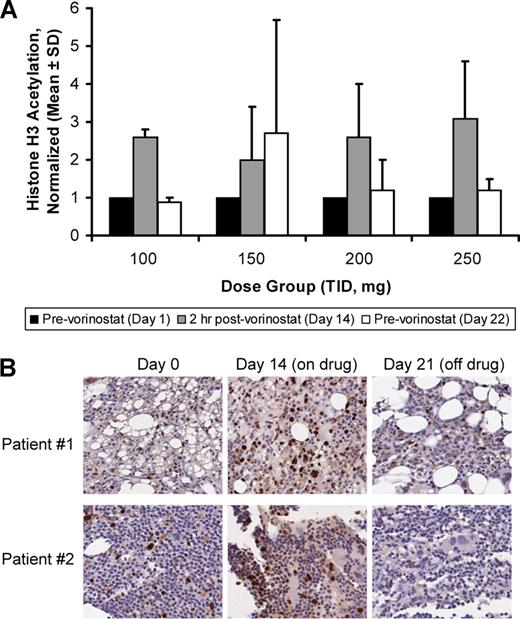 Figure 2. Evaluation of histone acetylation in patient peripheral blood samples and bone marrow biopsies. Induction of histone H3 acetylation was rapidly induced in (A) patient peripheral blood (100 mg, n = 3; 150 mg, n = 3; 200 mg, n = 6; 250 mg, n = 6) and (B) bone marrow cells, and generally returned to baseline levels by the end of cycle 1. Some of the hyperacetylated cells appear to be leukemic blasts based on morphology. Error bars represent SD.