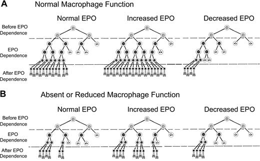 Figure 7. Model of erythropoiesis based on erythropoietin (EPO) suppression of erythroblast apoptosis and macrophage enhancement of erythroblast proliferation. In the CFU-E and early erythroblast stages, erythroid progenitor cells become dependent on EPO for prevention of apoptosis (EPO Dependence). Before the EPO-dependent period, the erythroid progenitors survive without EPO (Before EPO Dependence). Cells surviving transit through the EPO-dependent period (After EPO Dependence) complete one cell division and enucleate becoming reticulocytes (bottom rows of cells). EPO-dependent cells are heterogeneous, with the most dependent cells on the right side of each diagram and least dependent cells on the left. Surviving cells are indicated by intact nuclei, whereas cells undergoing apoptosis from insufficient EPO are indicated by fragmented nuclei. Although the actual number of EPO-dependent generations is unknown, 3 generations of EPO-dependent progenitors are shown for normal macrophage numbers and function (A), and 2 generations are shown for absent or decreased macrophage function (B).