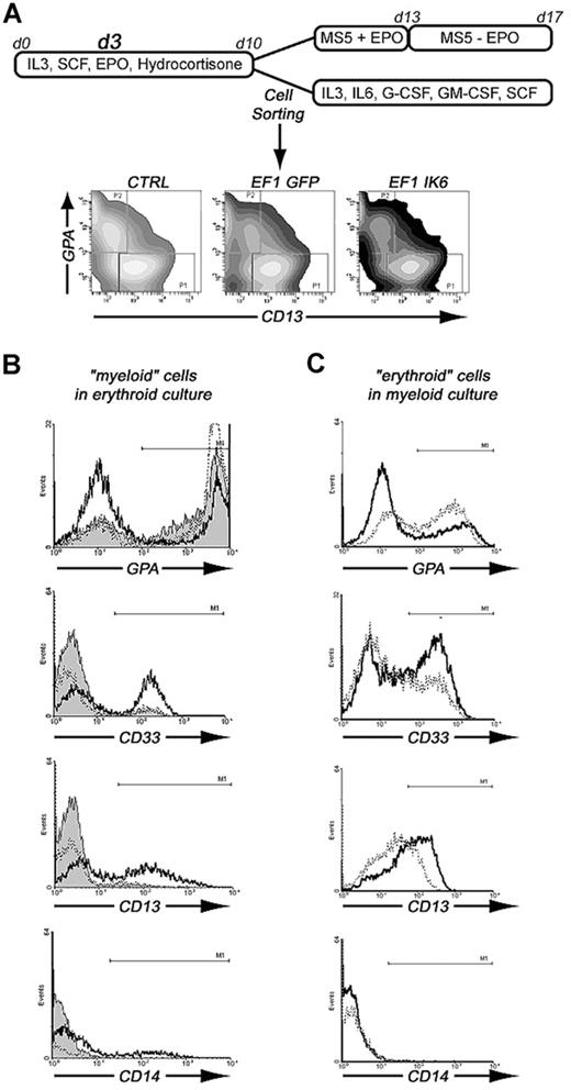Figure 7. Effects of Ik6 overexpression on GPA+ and CD13+ sorted cells that were subsequently cultured in erythroid or myeloid conditions. (A) CD34+ cells from CB were maintained in erythroid condition for 10 days. On day 3, cells were transduced with EF1 GFP and EF1 IK6 vectors. On day 10, untransduced and transduced cells were stained with CD13-PE and GPA-PC5 antibodies. CD13+/GPA− (CD13+ sorted cells) and CD13−/GPA+ (GPA+ sorted cells) were sorted by FACS. These 2 populations were replated in erythroid or myeloid conditions for 7 days, when subcultured cells were harvested, and living cells were counted by trypan blue exclusion and phenotyped for different cell-surface markers (erythroid marker, GPA; myeloid markers, CD14, CD13, and CD33). (B) Phenotype of erythroid cultured CD13+-sorted cells for CTRL (solid histogram), EF1 GFP (dashed line), and EF1 IK6 (bold line) conditions. (C) Phenotype of myeloid cultured GPA+-sorted cells for EF1 GFP (dashed line) and EF1 IK6 (bold line) conditions.
