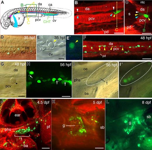 Figure 1. CD41-gfp transgene hematopoietic expression in live zebrafish embryos, from AGM to kidney.(A) Anatomic landmarks relevant to this study in the zebrafish embryo; although represented at 35 hpf,26 it also indicates the future location of the thymus (purple) and pronephric kidney, the site of definitive hematopoiesis (yellow); the optical sectioning planes used in (B) and (C) are represented. (B-L) Live CD41-gfp embryos and larvae; (B,C,F,J,K) Confocal fluorescence images, with Bodipy TR (red) as vital histologic stain; all lateral views, rostral to the left, except (C,K,L). (B,C) Mid-trunk zone at 38 hpf; successive optical longitudinal (B) and cross (C) sections of the same embryo were obtained by laser scanning in the xy and xz mode, respectively. Yellow arrowheads, GFPlow cells in the DP joint, the zebrafish AGM; white arrowheads, DA endothelium; blue arrowheads, PCV endothelium. (D) DIC and fluorescence overlay showing the first GFPlow cells in the CHT area at 35 hpf. (E,E′) DIC (E) and fluorescence (E′) image of a CD41-GFPlow HSC-like cell in the CHT at 35 hpf. (F) GFPlow cells (arrowheads) in the trunk DP joint between DA and PCV at 48 hpf; asterisks, nonhematopoietic, pronephric duct associated GFPlow cells. (G) DIC image of a CD41-GFPlow circulating cell rolling on the PCV dorsal wall at 48 hpf. (H) Fluorescence image of GFPlow (arrowheads) and GFPhigh cells in the CHT at 56 hpf; arrows point at the tethers linking GFPhigh prothrombocytes to each other or to the microenvironment. (I,I′) DIC (I) and DIC+ fluorescence overlay (I′) images of the first CD41-GFPlow immigrants in the left thymus anlage at 56 hpf. (J) Left thymus at 4.5 dpf. (K,L) Pronephros area in dorsal view at 5 dpf (K) and dorso-lateral view at 8 dpf (L). da indicates dorsal aorta; pcv, posterior cardinal vein (axial vein); ca, caudal artery; cv, caudal vein; y, yolk sac; CHT, caudal hematopoietic tissue; s, somite muscle; ntc, notochord; pd, pronephric duct; phs, primary head sinus; ba, branchial arches; oe, otic epithelium; t, thymus; pf, pectoral fin; g, pronephric glomerulus; and sb, swimbladder. Bars, 20 μm in (B,C,H); 10 μm in (E,G); 50 μm in (F,J,K).