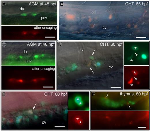 Figure 2. CD41-GFPlow cells from the AGM seed the CHT and thymus. Fate of CD41-GFPlow AGM cells labeled at 48 hpf by laser-uncaging of caged rhodamine-dextran. All images are left lateral views, rostral to the left. (A) Rhodamine uncaging in 2 GFPlow AGM cells, led 17 hours later to (B) numerous rhodamine labeled cells in the caudal-most part of the CHT. (C-F) Rhodamine uncaging in 4 GFPlow cells in the AGM (C) led 12 hours later in the CHT to (D) a pair of double labeled cells (arrows and asterisks) linked by a tether (arrowheads), as sister cells usually are,4 and (E) several labeled cells including another a pair of sisters (arrow and asterisks); (F) By 80 hpf, 2 labeled cells were found in the thymus (arrows). Isv indicates intersomatic vessel. Scale bars, 20 μm.