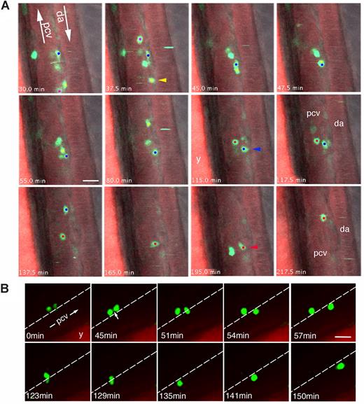 Figure 3. Behavior of CD41-GFPlow definitive blood precursors in the zebrafish AGM. Time-lapse confocal fluorescence imaging of live CD41-gfp embryos pre-incubated with Bodipy TR (lateral views of the trunk). (A) 54 hpf, combined fluorescence from 2 focal planes (1 and 2) 6 μm apart, overlaid with transmitted light image (see Videos S4,S5). Rostral is to the top. Three cells (red, blue, and yellow dots) initially all in focal plane 1—in the abluminal mesenchyme dorsal (yellow and blue cells) or lateral (red cell) to the PCV—move to the deeper plane 2 one after another (arrowheads) to enter the PCV lumen and circulation. These successive moves in depth can be directly seen in Video S4. The yellow cell moves to plane 2 at t = 37.5 minutes.; it and the blue cell (still in plane 1) move toward eachother (still in the DP joint) until the yellow one passes below the blue (t = 45 to 47.7 minutes), then moves straighter within the PCV lumen (between 65 and 80 minutes), after which it is taken by the blood flow. The blue cell moves to plane 2 at 115 to 117.5 minutes, then is in the PCV lumen, in which it is last seen at t = 137.5 minutes. Finally the red cell moves to plane 2 at 195 minutes, after which it is in the PCV lumen, where it is last visible at 217.5 minutes. (B) 48 hpf; 2 (likely sister) GFP+ cells from the DP joint, initially linked by a tether (arrow), enter one after the other into the PCV lumen and circulation, in a PU.1 Mo injected embryo (Video S6). Scale bars, 20 μm. y, yolk tube.