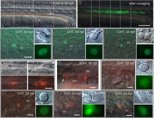 Figure 5. Dynamics of cell release from AGM to CHT: CD41-gfp expression marks competency to leave the AGM. (A-E) Live follow-up of AGM cells labeled by laser-mediated uncaging of caged fluorescein at 26 hpf; left lateral views, rostral to the left. (A,B) DIC (A) and fluorescence (B) image of the trunk just after uncaging fluorescein all along the DP joint; vertical lines separate the parts captured at a slightly different focus. (C-E) Depending on the embryo, the first photolabeled cell is detected in the CHT at 32 hpf (C), 33 hpf (D), or 34 hpf (E), all with hematopoietic progenitor morphology, and in the CV lumen. (F-K) Follow-up of AGM cells labeled by laser-mediated uncaging of caged rhodamine in CD41-gfp transgenic embryos. (F) Uncaging of cells along the DA-PCV joint at 37 hpf. (G) Two hours later, some of these labeled cells, still in the trunk, have rounded up (white arrow) and/or entered the PCV (black arrow). (H,I) At the same time, the very first red labeled cells are detected in the CHT; these cells are all GFP+, and with similar early progenitor morphology, including sharply defined dot-like nucleoli. (J,K) Seventeen hours post uncaging, most red labeled cells in the CHT are still GFP+, with more diverse morphologies. Scale bars, 100 μm (B), 20 μm (C-E,F), 10 μm (G-K).