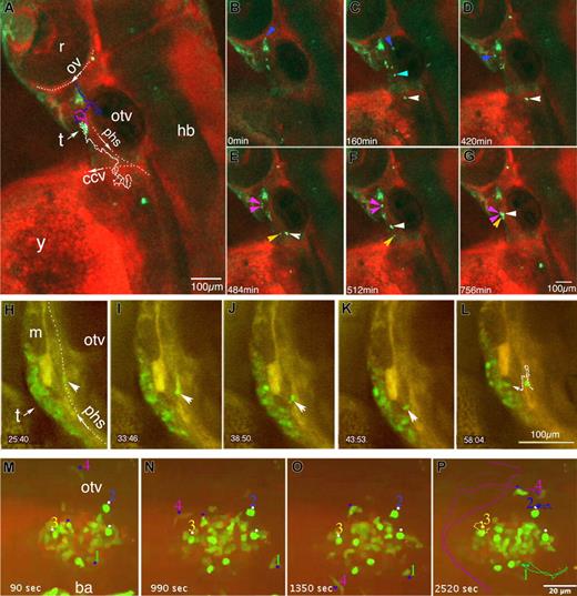 Figure 6. Behavior of CD41-GFPlow immigrants to the nascent thymus. Time-lapse fluorescence imaging of CD41-gfp embryos incubated with Bodipy TR, performed by conventional (A-G) or spinning disk (H-P) confocal microscopy. (A-G) Routes of GFPlow immigrants toward the nascent left thymus, lateral view; z-projection images of an embryo scanned through a depth of 80 μm (11 planes) every 4 minutes. Between 54 and 67 hpf (Videos S7 and S8); asterisk, GFP+ nonhematopoietic mesenchymal tissue; (A) Trajectories of 2 cells and their progeny in this 13 hour sequence: cell 1 (white dots), and cell 2 (blue dots) which divided at t = 450 minutes, giving 2 daughter cell routes (purple dots). (B-G) Some relevant time points; arrowheads point at the tracked cells with the same color code as in (A). (H-L) Right thymus at 96 hpf, lateral view; scanning performed every minute on a selected confocal plane (see Video S9); time is indicated in minutes and seconds; a GFP+ cell (arrowhead) in the PHS stops (H), moves back against the blood flow (I) and extravasates (J,K) to join the thymus (L). The dotted line in L recapitulates its trajectory; another circulating GFP+ cell also stops in this part of the PHS at t = 50 minutes (L), but then circulates again 18 minutes later. (M-P) Dynamics of CD41-GFPlow cells in and around the thymus at 5 dpf, ventrolateral view (Video S11); scanning performed every 90 seconds, time indicated in seconds. Dots and numbers point at cells whose trajectory during this 42-minute sequence was traced and is recapitulated in (P). White arrows indicate the position and sense of blood flow of the primary head sinus (phs), common cardinal vein (ccv), and optic vein (ov); r indicates retina; hb, hindbrain; y, yolk sac; m, muscle; and t, thymus.