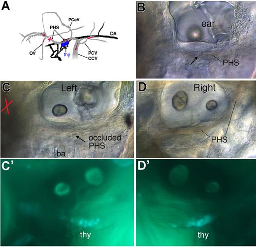 Figure 7. Occlusion of circulation in the PHS does not affect early thymus colonization. At 52 hpf, just before the onset of thymus colonization by CD41-GFPlow cells, circulation in the PHS along the left thymus was selectively suppressed by laser-ablating many erythrocytes at the upstream position indicated by a red cross, until the cell debris stopped the blood flow. At 70 hpf, the embryos in which circulation in this vessel was still blocked were sorted, and the content in GFPlow cells of the left thymus was compared with that of the right thymus and with the left thymus of control siblings. (A) Scheme of the venous (gray) and arterial (black) circulation in the region of interest at 60 hpf, left lateral view,18 with the sense of relevant venous circulation indicated by red arrows, and the nascent thymus in blue. (B-F) Live CD41-gfp 70 hpf embryos. (B) Control embryo, left side; arrow points at a leukocyte rolling in the PHS, with the fast flow of erythrocytes evidenced by a reddish shade. (C) Sibling (left side) in which the left PHS was occluded 18 hours earlier (52 hpf) at the position indicated by the red cross; arrow points at stagnant erythrocytes in the occluded PHS (see also Video S10); (D) Right side of the same embryo, with full circulation in the right PHS; (C′,D′) Corresponding CD41-GFPlow cells in the left (C′) and right (D′) thymi. PHS indicates primary head sinus; OV, optic vein; CCV, common cardinal vein; PceV, posterior cerebral vein; thy, thymus; and ba, branchial arches.