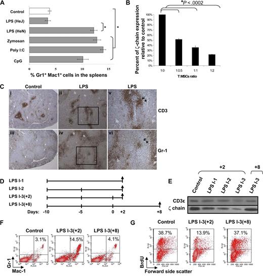Figure 5. ζ-Chain expression serves as a biomarker for MSC-dependent T-cell immunosuppression. (A) Expansion of Gr-1+Mac-1+ cells in the spleens of control and TLRL-treated mice was determined by FACS analysis. The results are presented as the mean value of 3 independent experiments, and standard deviations are shown. *P < .001 (Student t test). (B) Normal splenic T cells were isolated and coincubated with Gr1+Mac-1+-enriched (95% purity) cells from LPS-treated mice at different ratios. After 16 hours, T cells were stained for ζ-chain and analyzed by FACS, and expression was compared with that of the originally separated T cells (cultured without MSCs, “1:0”). The histogram shows one experiment representative of 2 performed. (C) Paraffin-embedded sections of spleens from control (i,iii) or LPS-treated (ii,iv,v,vi) mice were stained with anti-CD3 or anti–Gr-1 antibodies. Photomicrographs of representative sections (I-IV;100×) and magnification of the boxed region (v,vi; 200×) are shown. (D) Kinetics of ζ-chain expression in the course of emergence and disappearance of the immunosuppressive environment. (E) Equal numbers of splenic T cells from control and LPS-treated (1 to 3 treatments; LPS I1-I3) mice (bottom panel) were lysed on days +2 and +8 and subjected to Western blot analysis. Expression of the ζ-chain and CD3ε was assessed by immunoblotting (IB) using specific antibodies. (F) Representative density plots of Gr-1+Mac-1+ cell distribution within the spleens of control and LPS-treated mice. (G) Splenocytes from control and LPS-treated mice from days +2 and +8 were activated with anti-CD3 and anti-CD28 antibodies; cell proliferation was then measured by BrdU incorporation in Thy-1.2 + cells using FACS analysis. Representative density plots of gated T cells are shown.
