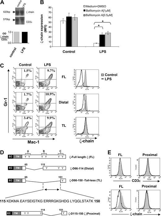Figure 6. A 35-aa region within the ζ-chain is responsible for its degradation after repeated LPS treatment. (A) RNA was extracted from spleens of control and LPS-treated mice and was analyzed by Northern blot. ζ-mRNA was detected after hybridization with a 32P-labeled ζ-specific cDNA probe (top panel). Hybridization with a 32P-labeled CD3ε-specific cDNA probe was used as a loading control (top panel). Densitometric analysis is shown as the ratio of ζ-chain to CD3ε mRNA (bottom panel). (B) Freshly isolated control and LPS-treated splenocytes were treated with or without bafilomycin A1 (1 μM or 0.5 μM) and then analyzed for total ζ-chain expression by FACS. The results are presented as the mean fluorescence intensity (MFI) of 2 independent experiments, and standard deviations are shown. (C) Representative density plots (left panel) of Gr-1+Mac-1+ cell distribution within the spleens of control and LPS-treated ζ-transgenic mice (described in panel D). Splenic T cells (Thy1.2+ cells) from LPS-treated ζ-transgenic mice were analyzed for ζ-chain expression levels by FACS (right panel). (D) Schematic representation of ζ-chain sequences in transgenic mice expressing FL and truncated ζ-chain (distal and TL). The extracellular (EC), transmembrane (TM), and cytoplasmic domains are depicted, and the location of ITAMs (I-III) in the cytoplasmatic domains of the ζ proteins and their tyrosine residues (Y) are indicated (D indicates deletion). A double-headed arrow represents the 35-aa ζ-chain region responsible for its targeting to lysosomal degradation. The aa sequence of this region is shown. A schematic representation of truncated ζ-chain (proximal) sequence, which lacks the above-mentioned 35-aa area. (E) ζ-deficient hybridoma T cells (MA5.8) were stably transfected with FL or truncated ζ-chain (proximal) as described in Materials and methods. T cell–transfected hybridoma T cells (2 × 105) were coincubated for 16 hours with 4 × 106 splenocytes derived from control (gray area) or LPS-treated (black line) B10.A mice. The hybridoma T cells were then analyzed for total CD3ε and ζ-chain expression levels by FACS.