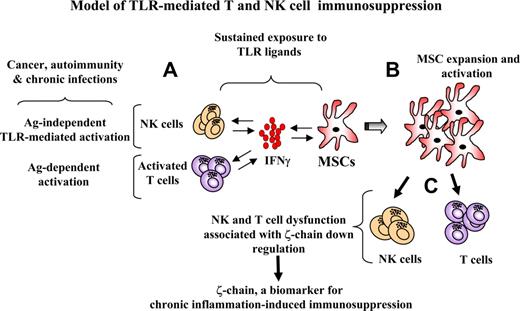 Figure 7. Model depicting TLR-mediated T- and NK-cell immunosuppression. (A) Persistent Ag-independent activation of NK cells and MSCs by single or multiple TLRLs, typical of pathogens (infections) or endogenous compounds (cancer and autoimmune diseases), leads to an inflammatory response characterized by the production of IFN-γ. This can occur in conjunction with Ag-dependent T cell activation, which also contributes to the increased concentrations of IFN-γ. (B) Elevated levels of IFN-γ, together with TLRL persistence, lead to the recruitment/expansion and activation of MSCs within the affected tissue and lymphatic organs. (C) The continuous presence of activated MSCs affects the surrounding T and NK cells, leading to their hyporesponsiveness and loss of ζ-chain expression, which is a biomarker “sensing” changes in the chronic inflammatory immunosuppressive environment.