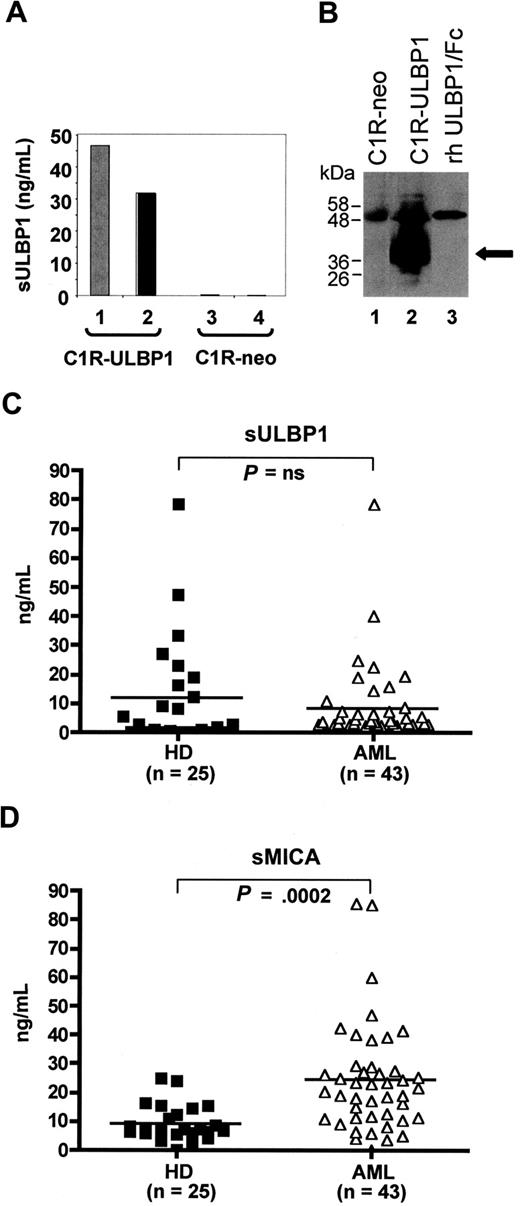 Figure 2. Identification of soluble ULBP1 (sULBP1) in AML plasma. (A) ULBP1 ELISA was established (see “Analysis of soluble ULBP1”) and used to detect sULBP1 in C1R-ULBP1 cells (lane 1, culture supernatant gray bar; lane 2, cell lysate, black bar) but not in control C1R-neo cells (lanes 3 and 4). (B) Immunoprecipitation and Western analysis of sULBP1 in cell lysates of C1R-neo control cells (lane 1) C1R-ULBP1 cells (lane 2) and rh ULBP1/Fc (55 kDa; 3 ng, lane 3). Black arrow indicates the full-length ULBP1 molecule of approximately 40 kDa. (C,D) Levels of sULBP and sMICA in plasma from AML patients (n = 43; open symbols) and healthy donors (HD; n = 25; closed symbols), as determined by ELISA. Horizontal bars show the median values. Not significant (P = not significant) or highly significant (P < .001) difference in sULBP1 and sMICA levels in AML versus HD, respectively.